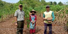 PPL BPP Kapanewon Tepus Monitoring Pemupukan Ubi Kayu di Poktan Pomahan Sidoharjo